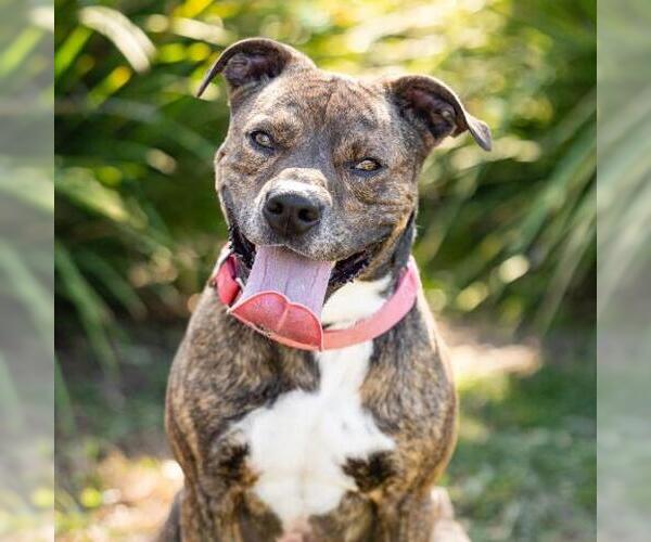 Medium Photo #3 Mutt Puppy For Sale in Camarillo, CA, USA