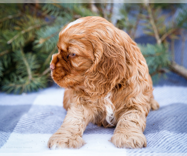 Medium Photo #5 Cocker Spaniel Puppy For Sale in WAKARUSA, IN, USA