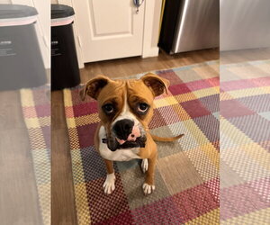 Boxer Dogs for adoption in  Katy, TX, USA