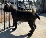 Puppy Puppy 3 Cane Corso