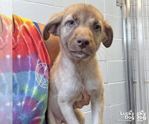 Labrador Retriever-Unknown Mix Dogs for adoption in Washington, DC, USA