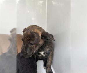 Labrador Retriever-Unknown Mix Dogs for adoption in Houston, TX, USA