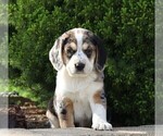 Small Photo #3 Australian Shepherd-Beagle Mix Puppy For Sale in FREDERICKSBG, OH, USA