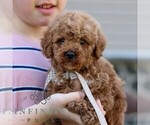 Small #3 Goldendoodle (Miniature)