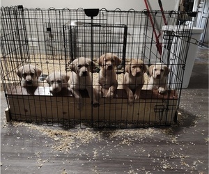 Labrador Retriever Puppy for sale in DODGEVILLE, WI, USA