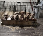 Image preview for Ad Listing. Nickname: Litter of 5
