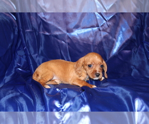 Dachshund Puppy for sale in BLOOMINGTON, IN, USA