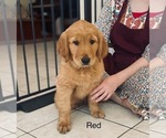 Small Photo #7 Golden Retriever Puppy For Sale in BEDFORD, TX, USA