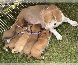 Beagle-Shiba Inu Mix Litter for sale in TWO RIVERS, WI, USA
