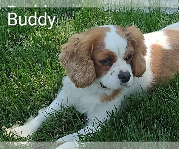 Medium Photo #3 Cavalier King Charles Spaniel Puppy For Sale in Sioux Falls, SD, USA