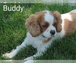 Small #2 Cavalier King Charles Spaniel