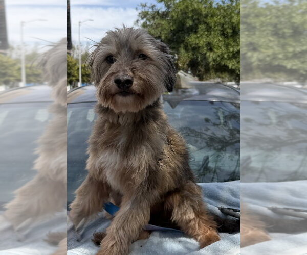 Medium Photo #8 Poodle (Miniature)-Unknown Mix Puppy For Sale in San Diego, CA, USA