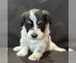 Image preview for Ad Listing. Nickname: Daisy
