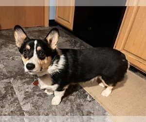 Father of the Pembroke Welsh Corgi puppies born on 10/08/2025