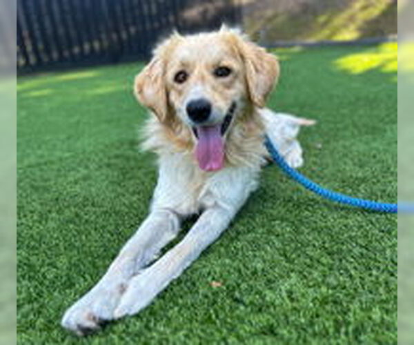 Medium Photo #1 Golden Retriever Puppy For Sale in Salinas, CA, USA
