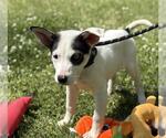 Small Labrador Retriever Mix