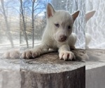 Small #14 Siberian Husky