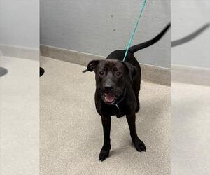 Mutt Dogs for adoption in Las Vegas, NV, USA