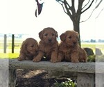 Small Photo #2 Goldendoodle-Poodle (Miniature) Mix Puppy For Sale in GORDONVILLE, PA, USA