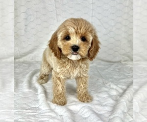 Cock-A-Poo Puppy for sale in FRANKLIN, IN, USA