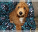 Small Photo #2 Cavapoo Puppy For Sale in PATERSON, NJ, USA