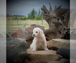 Small Photo #7 Goldendoodle Puppy For Sale in CHEYENNE, WY, USA