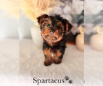 Small #2 Yorkshire Terrier