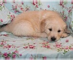 Small #1 English Cream Golden Retriever