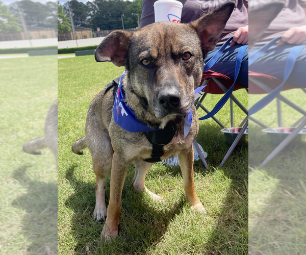 Medium Photo #4 Mutt Puppy For Sale in Boston, MA, USA