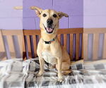 Small #1 Labrador Retriever Mix
