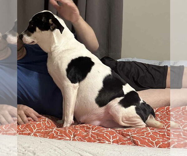 Medium Photo #6 Labrador Retriever-Unknown Mix Puppy For Sale in Brooklyn Center, MN, USA