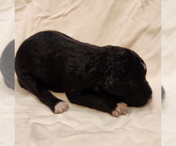 Medium Photo #4 F2 Aussiedoodle Puppy For Sale in COLUMBIA, TN, USA