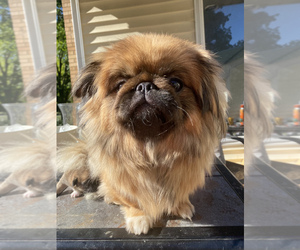 Mother of the Pekingese puppies born on 08/02/2021
