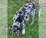 Small #9 Catahoula Leopard Dog-German Shepherd Dog Mix
