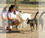 Small Photo #4 Australian Kelpie-Unknown Mix Puppy For Sale in Peralta, NM, USA