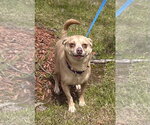 Small #5 Chihuahua