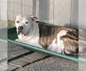 American Bulldog-Unknown Mix Dogs for adoption in Pottstown, PA, USA