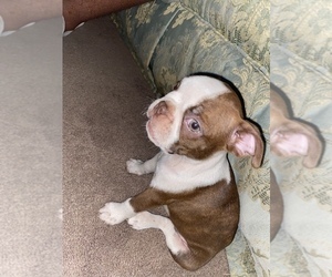 Boston Terrier Puppy for sale in ABILENE, TX, USA