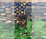 Small Photo #14 Yorkshire Terrier Puppy For Sale in AKRON, OH, USA