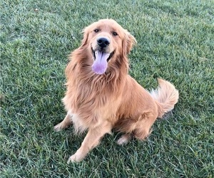 Father of the Golden Retriever puppies born on 04/30/2025