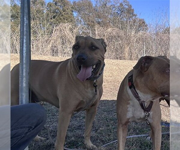 Medium Photo #1 Shepradors Puppy For Sale in Ocala, FL, USA