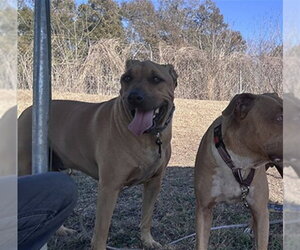 Shepradors Dogs for adoption in Ocala, FL, USA