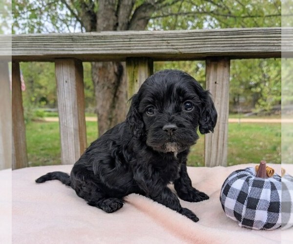 Medium Photo #6 Cock-A-Poo Puppy For Sale in SALEM, MO, USA