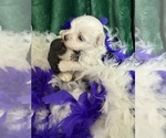Small #9 Maltese