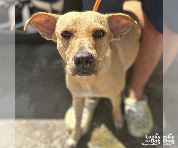 Medium Photo #2 Labrador Retriever-Unknown Mix Puppy For Sale in Washington, DC, USA