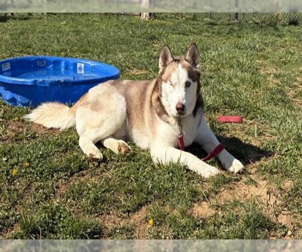 Medium Photo #1 Siberian Husky Puppy For Sale in Derwood, MD, USA