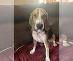 Small Beagle