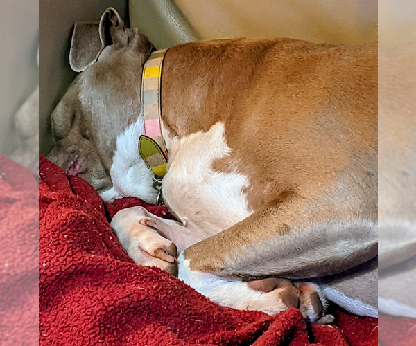 Medium Photo #4 American Staffordshire Terrier-Unknown Mix Puppy For Sale in Decatur, GA, USA