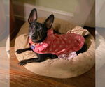 Small #19 Chiweenie
