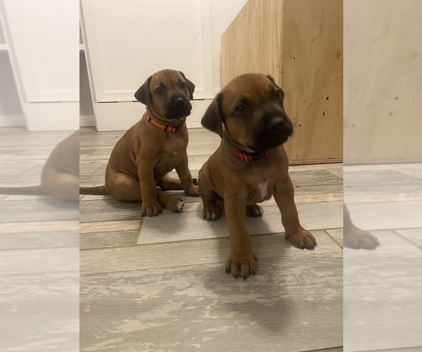 Medium Photo #8 Rhodesian Ridgeback Puppy For Sale in KELLER, TX, USA